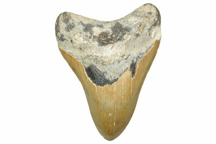 Fossil Megalodon Tooth - North Carolina #328836